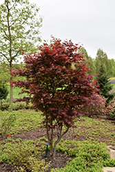 Emperor I Japanese Maple (Acer palmatum 'Wolff') at Canadale Nurseries