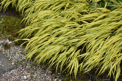 Golden Variegated Hakone Grass (Hakonechloa macra 'Aureola') at Canadale Nurseries