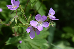 Spotted Cranesbill (Geranium maculatum) at Canadale Nurseries