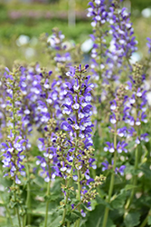 Color Spires Azure Snow Sage (Salvia 'Azure Snow') at Canadale Nurseries