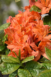 Mandarin Lights Azalea (Rhododendron 'Mandarin Lights') at Canadale Nurseries