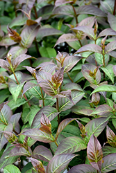 Kodiak Black Diervilla (Diervilla rivularis 'SMNDRSF') at Canadale Nurseries