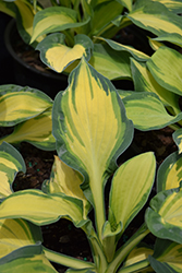 Happy Dayz Hosta (Hosta 'Happy Dayz') at Canadale Nurseries