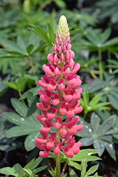 Popsicle Pink Lupine (Lupinus 'Popsicle Pink') at Canadale Nurseries