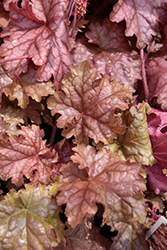 Carnival Peach Parfait Coral Bells (Heuchera 'Peach Parfait') at Canadale Nurseries