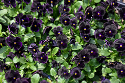 Sorbet Black Delight Pansy (Viola 'Sorbet Black Delight') at Canadale Nurseries