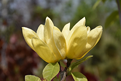Yellow Bird Magnolia (Magnolia 'Yellow Bird') at Canadale Nurseries