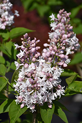 Beauty of Moscow Lilac (Syringa vulgaris 'Beauty of Moscow') at Canadale Nurseries