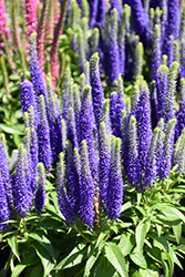 Royal Candles Speedwell (Veronica spicata 'Royal Candles') at Canadale Nurseries