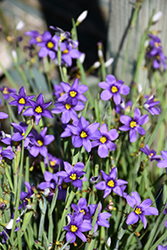 Lucerne Blue-Eyed Grass (Sisyrinchium angustifolium 'Lucerne') at Canadale Nurseries