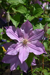Sally Clematis (Clematis 'Evipo077') at Canadale Nurseries