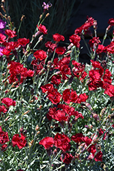 Fire Star Pinks (Dianthus 'Devon Xera') at Canadale Nurseries