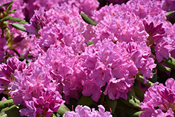 Roseum Elegans Rhododendron (Rhododendron catawbiense 'Roseum Elegans') at Canadale Nurseries