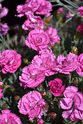 EverLast Orchid Pinks (Dianthus 'EverLast Orchid') at Canadale Nurseries