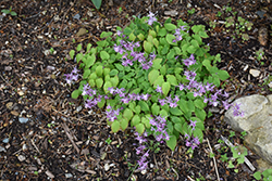 Lilac Fairy Bishop's Hat (Epimedium grandiflorum 'Lilafee') at Canadale Nurseries