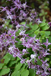 Lilac Fairy Bishop's Hat (Epimedium grandiflorum 'Lilafee') at Canadale Nurseries