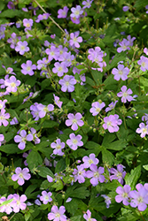 Spotted Cranesbill (Geranium maculatum) at Canadale Nurseries