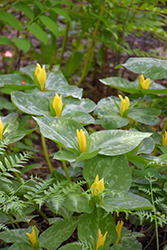 Yellow Trillium (Trillium luteum) at Canadale Nurseries