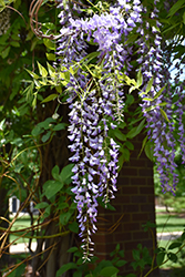 Macrobotrys Wisteria (Wisteria floribunda 'Macrobotrys') at Canadale Nurseries