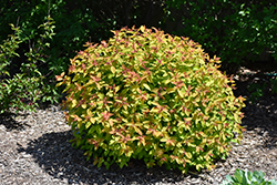 Double Play Candy Corn Spirea (Spiraea japonica 'NCSX1') at Canadale Nurseries