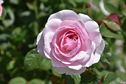 Olivia Rose Austin Rose (Rosa 'Ausmixture') at Canadale Nurseries