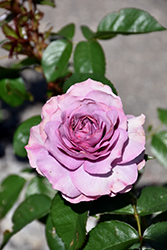 Arborose Quicksilver  Rose (Rosa 'KORpucoblu') at Canadale Nurseries