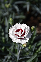 Scent First Coconut Surprise Pinks (Dianthus 'WP05Yves') at Canadale Nurseries