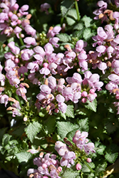 Pink Pewter Spotted Dead Nettle (Lamium maculatum 'Pink Pewter') at Canadale Nurseries
