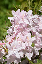 White Lights Azalea (Rhododendron 'White Lights') at Canadale Nurseries