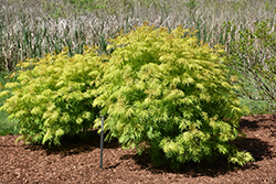 Lemony Lace Elder (Sambucus racemosa 'SMNSRD4') at Canadale Nurseries