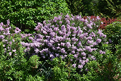 Bloomerang Dwarf Purple Lilac (Syringa 'SMNJRPU') at Canadale Nurseries