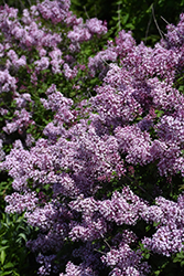 Bloomerang Dwarf Purple Lilac (Syringa 'SMNJRPU') at Canadale Nurseries