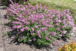 Bloomerang Dwarf Pink Lilac (Syringa 'SMNJRPI') at Canadale Nurseries