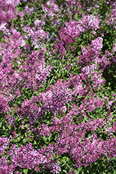 Bloomerang Dwarf Pink Lilac (Syringa 'SMNJRPI') at Canadale Nurseries