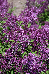 Bloomerang Dark Purple Lilac (Syringa 'SMSJBP7') at Canadale Nurseries