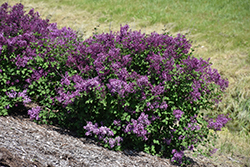 Bloomerang Dark Purple Lilac (Syringa 'SMSJBP7') at Canadale Nurseries