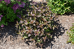 Kodiak Black Diervilla (Diervilla rivularis 'SMNDRSF') at Canadale Nurseries