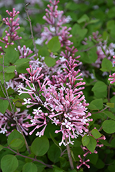 Bloomerang Dwarf Pink Lilac (Syringa 'SMNJRPI') at Canadale Nurseries