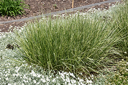 Variegated Reed Grass (Calamagrostis x acutiflora 'Overdam') at Canadale Nurseries