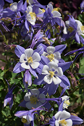 Songbird Blue Jay Columbine (Aquilegia 'Blue Jay') at Canadale Nurseries