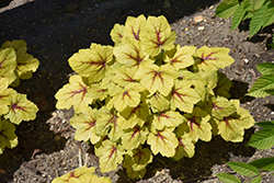 Catching Fire Foamy Bells (Heucherella 'Catching Fire') at Canadale Nurseries