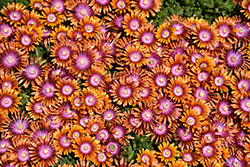 Fire Spinner Ice Plant (Delosperma 'Fire Spinner') at Canadale Nurseries