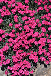 Paint The Town Red Pinks (Dianthus 'Paint The Town Red') at Canadale Nurseries