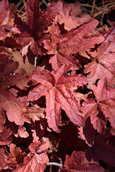 Fun and Games Red Rover Foamy Bells (Heucherella 'Red Rover') at Canadale Nurseries