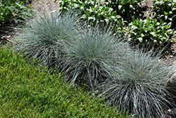 Blue Whiskers Blue Fescue (Festuca glauca 'Blue Whiskers') at Canadale Nurseries