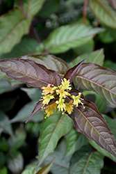 Nightglow Diervilla (Diervilla splendens 'El Madrigal') at Canadale Nurseries