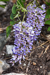 Blue Moon Wisteria (Wisteria macrostachya 'Blue Moon') at Canadale Nurseries