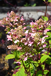 Fire And Ice Hydrangea (Hydrangea paniculata 'Wim's Red') at Canadale Nurseries