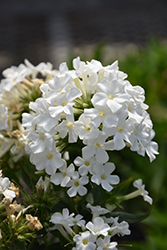 Early White Garden Phlox (Phlox paniculata 'Early White') at Canadale Nurseries