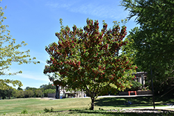 Hot Wings Tatarian Maple (Acer tataricum 'GarAnn') at Canadale Nurseries